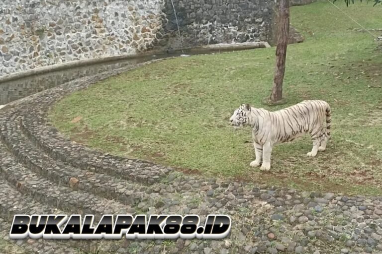 TOP 5: Heboh Harimau Ragunan Kurus hingga Menkeu Purbaya Dikerumuni bak Artis